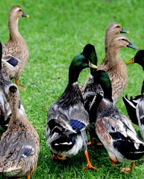 明吉農(nóng)產(chǎn)品配送,重慶農(nóng)產(chǎn)品配送,重慶土雞,重慶土鴨,重慶農(nóng)家樂(lè),蔬菜配送,重慶蔬菜配送,重慶食品配送,食品配送公司,重慶肉禽.重慶配送公司.重慶富民農(nóng)場(chǎng)